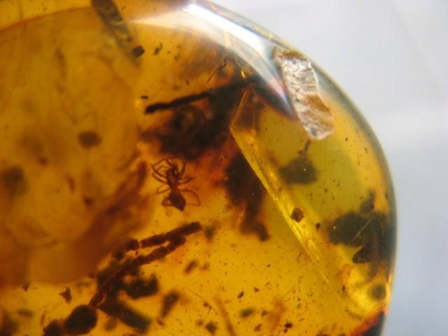 天然蟲珀原石、蟲珀原石圖片大全、蟲珀原石圖片鑒賞