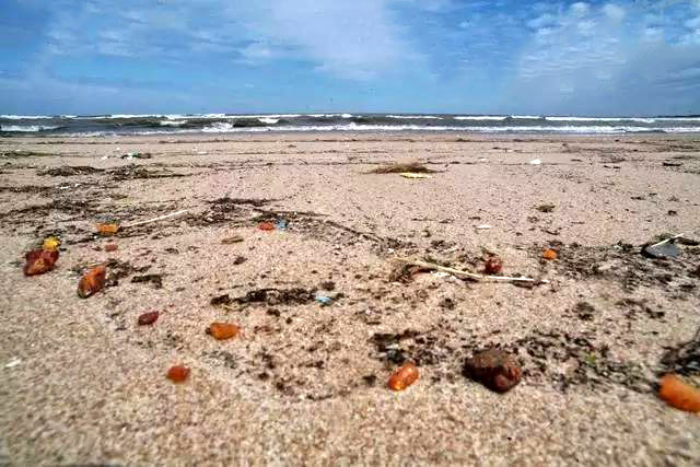 海邊被沖上岸的蜜蠟海珀原石